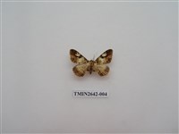 藏品(尺蛾170)的圖片